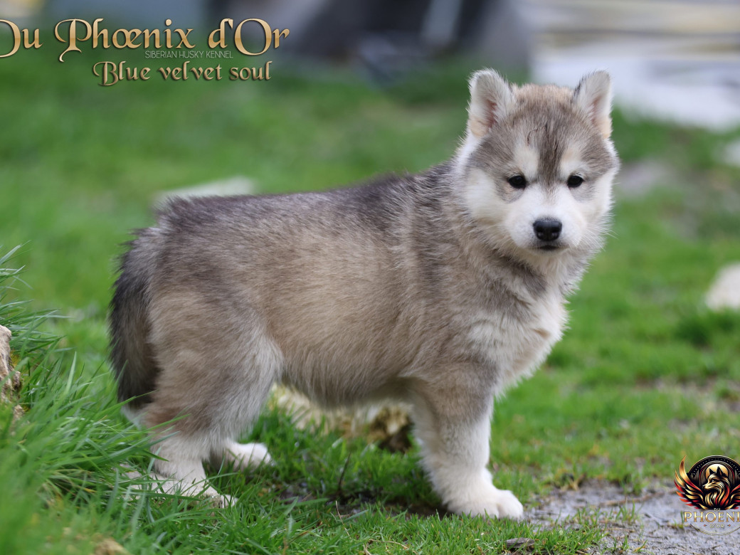 Photo 9 de Femelle 4 - Pandora x Moky (Janvier 2026)