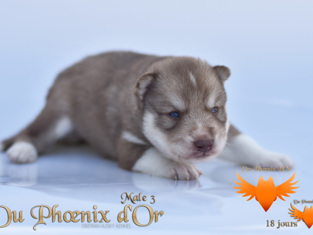 Picture of Veasley magic red du Phoenix d'or - Moon & Shiiro
