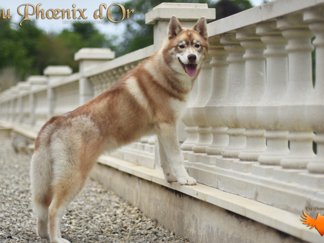 Photo 36 de Unix ultime touch the stars Du Phoenix D'Or