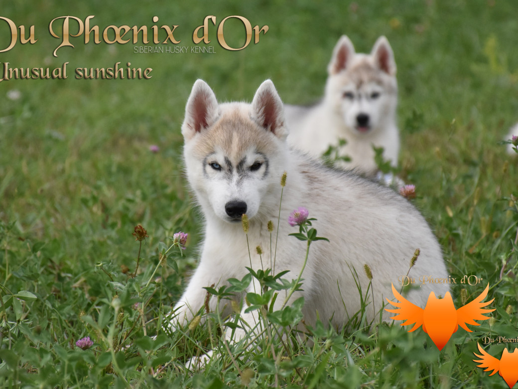 Picture of Unusual Sunshine du Phoenix d'or