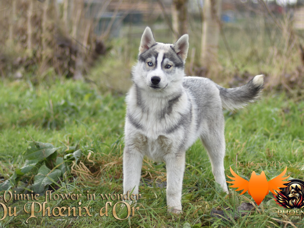 Picture of Vinnie flower in wonder du Phoenix d'or - Ruruk