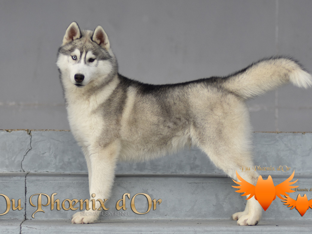 Picture of U never forget me du Phoenix d'or (Ustang)
