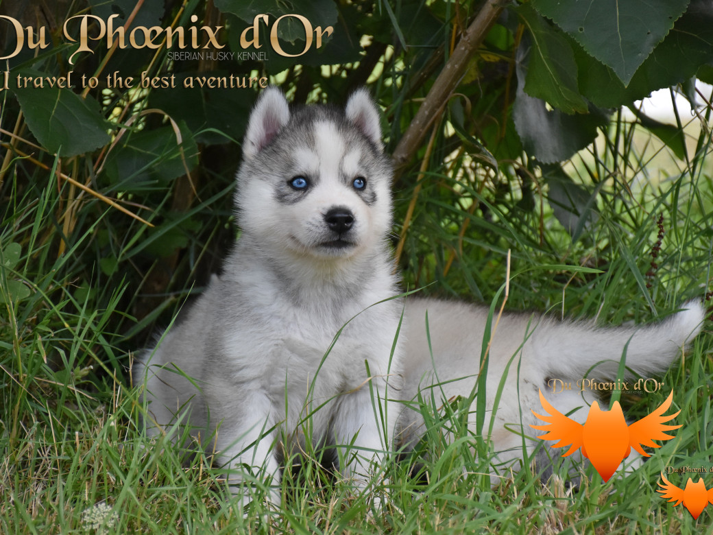Picture of U travel to the best aventure du Phoenix d'or