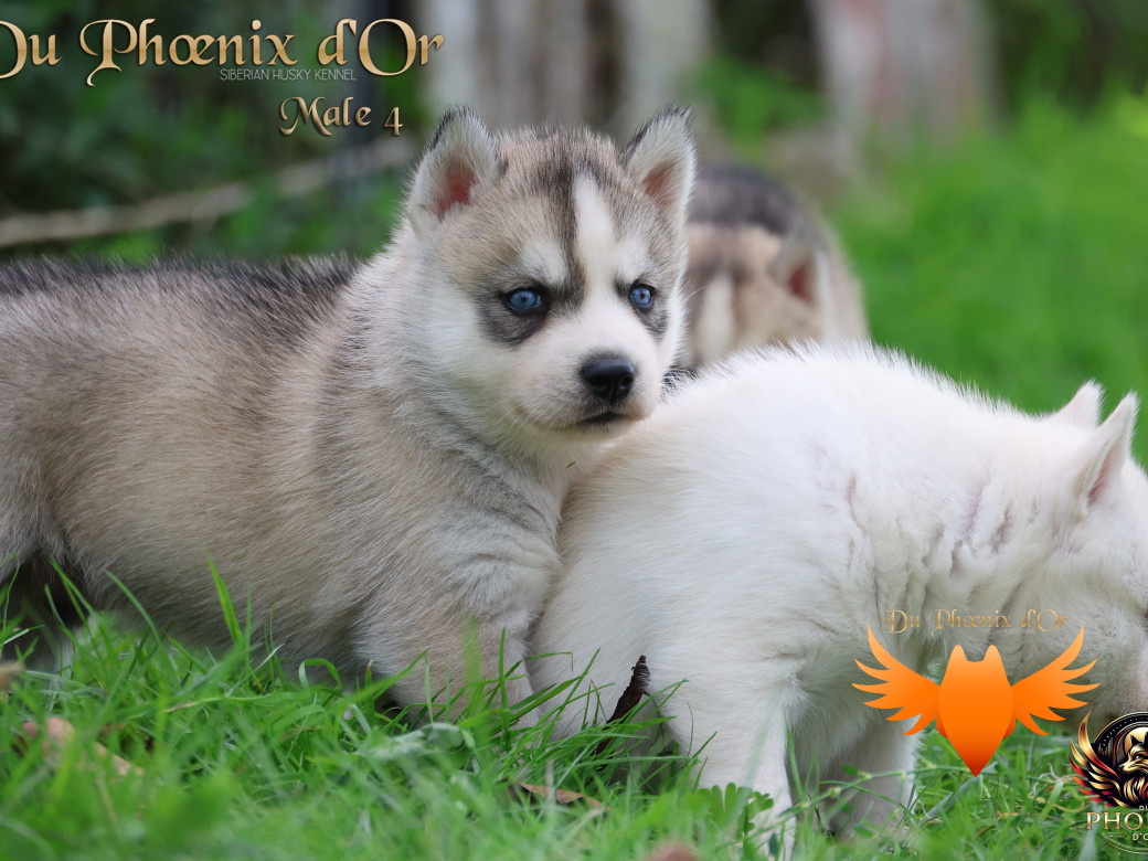 Photo 31 de Mâle 4 - Twilight x Yoshi (Août 2025)