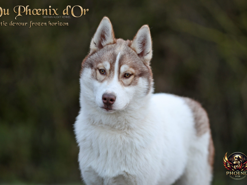 Mâle 1 - Taïga x Ultra (Août 2025)