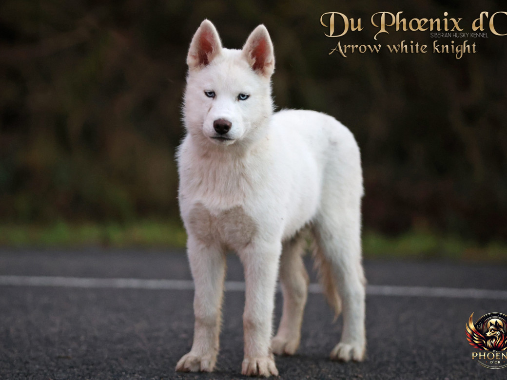 Photo 10 de Mâle 2 - Twilight x Yoshi (Août 2025)