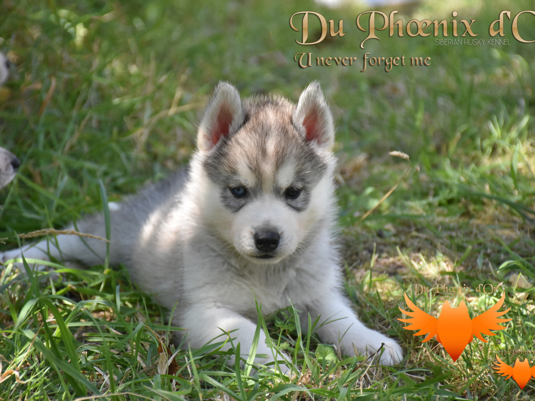Picture of U never forget me du Phoenix d'or (Ustang)