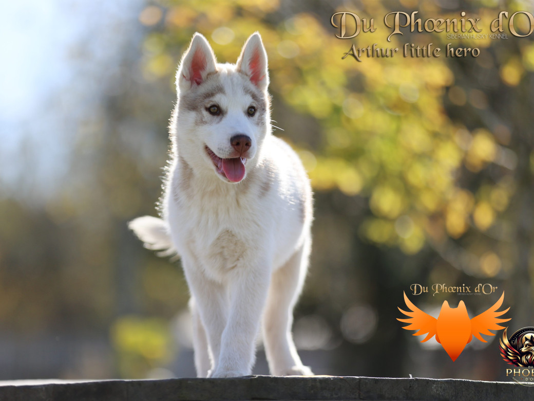 Photo 22 de Mâle 2 - Taïga x Ultra (Août 2025)