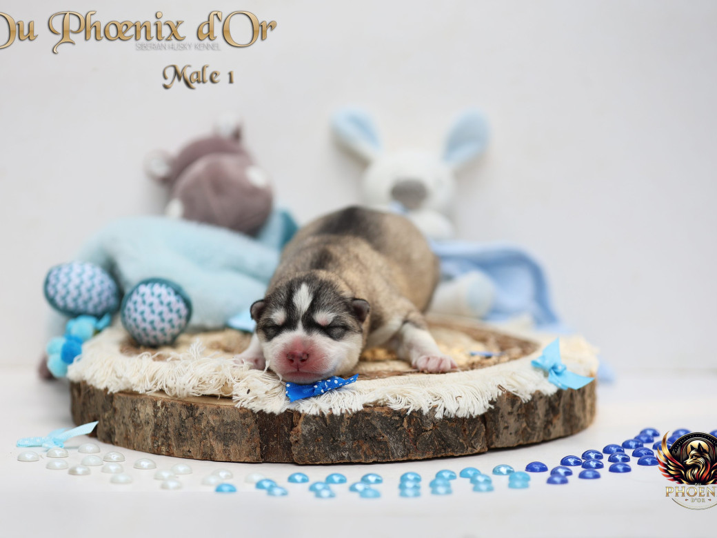 Picture of Mâle 1 - Shana x Unix (Mars 2026)