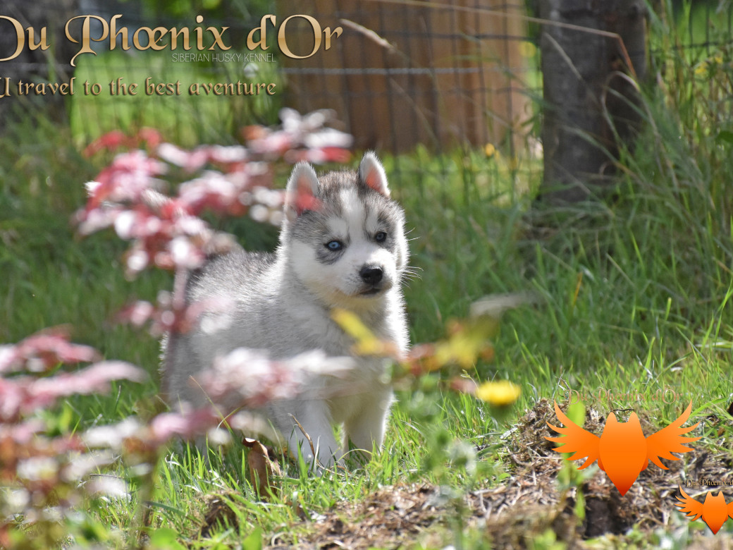 Picture of U travel to the best aventure du Phoenix d'or