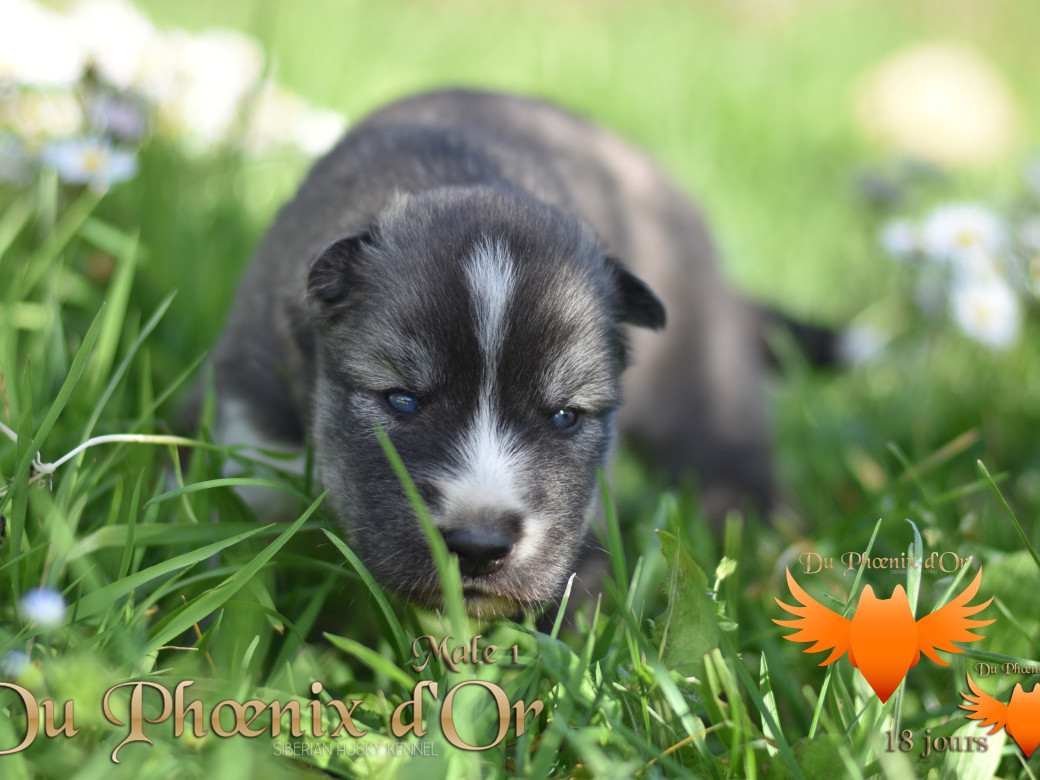 Picture of Vulcan du Phoenix d'or - Moon & Shiiro