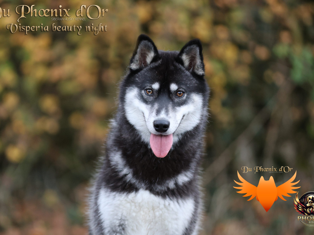 Photo 1 de Visperia - Sky  & MOKY (Décembre 2024)