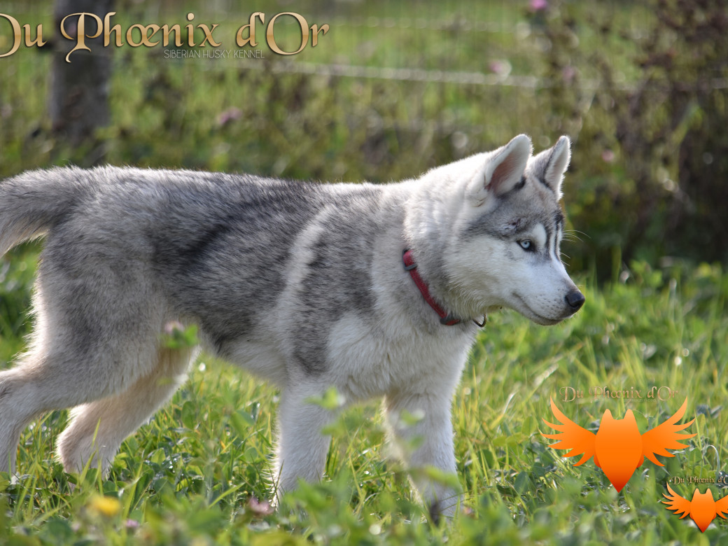 Picture of U never forget me du Phoenix d'or (Ustang)