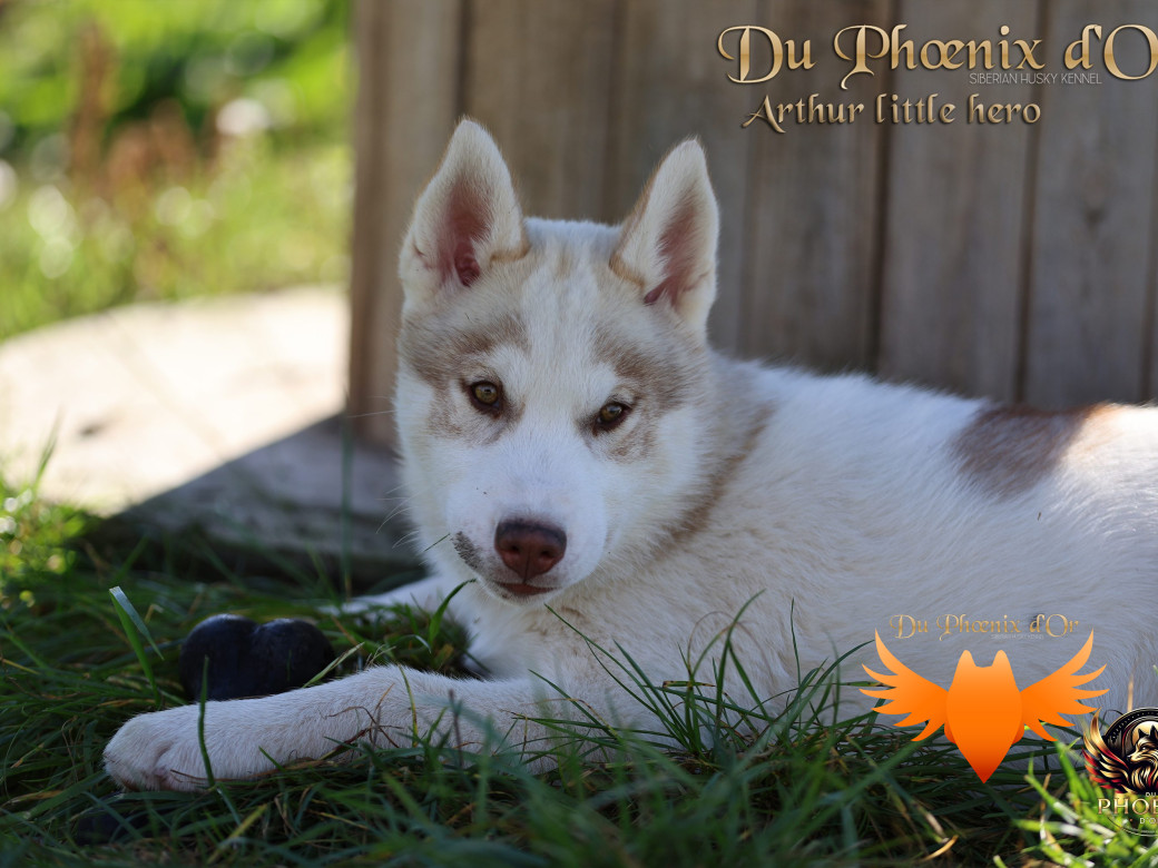 Photo 33 de Mâle 2 - Taïga x Ultra (Août 2025)