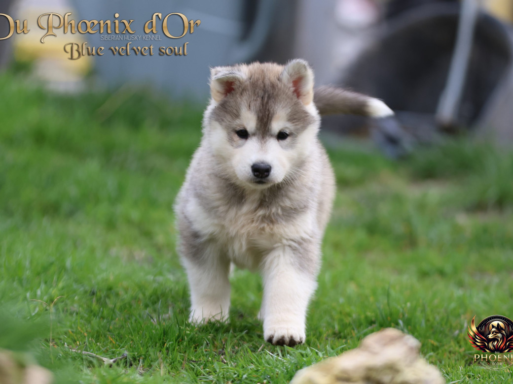 Photo 8 de Femelle 4 - Pandora x Moky (Janvier 2026)