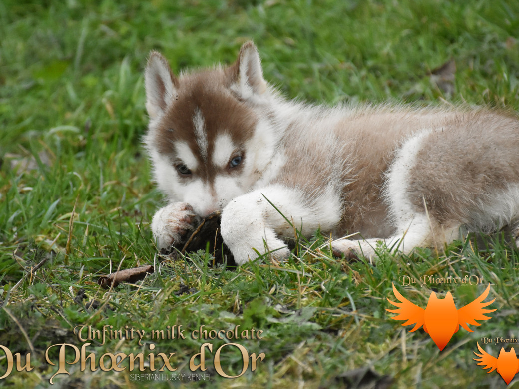 Picture of Unfinity milk chocolate du Phoenix d'or