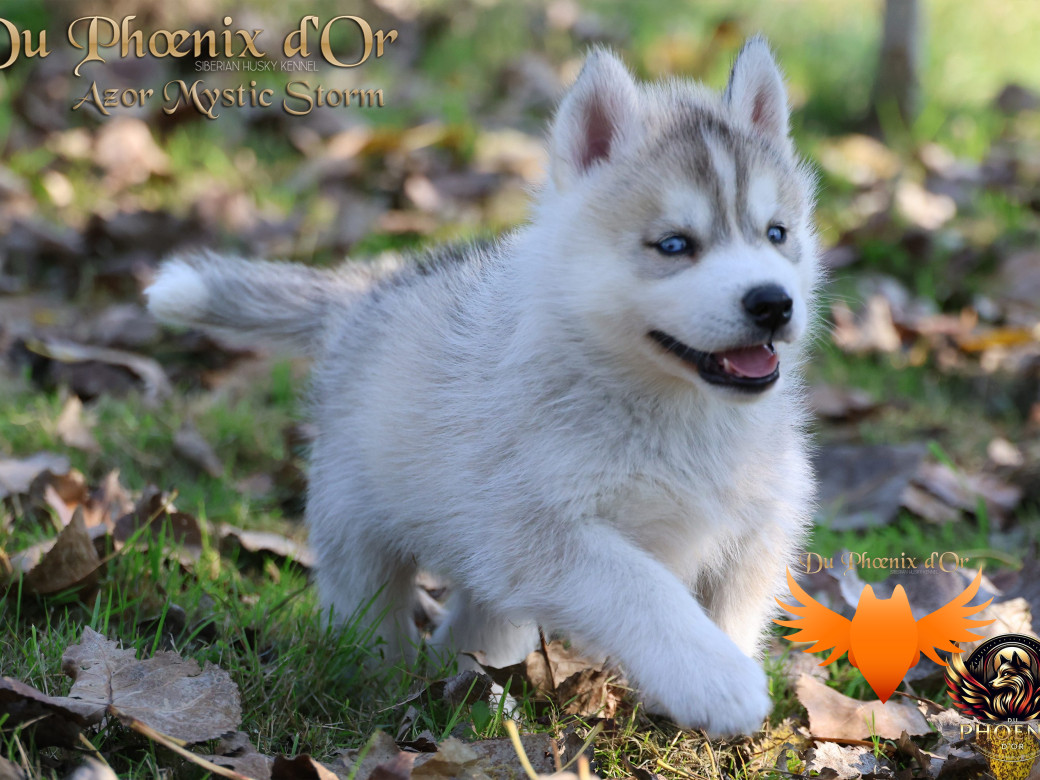 Photo 13 de Mâle 3 - Twilight x Yoshi (Août 2025)