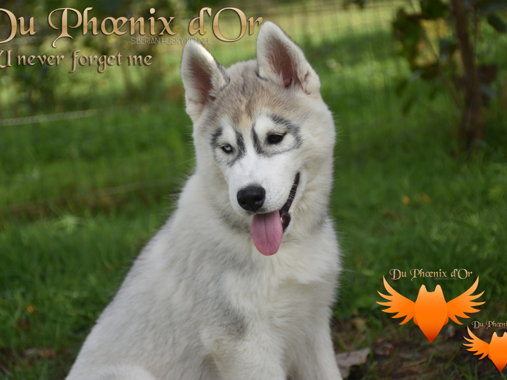Picture of U never forget me du Phoenix d'or (Ustang)