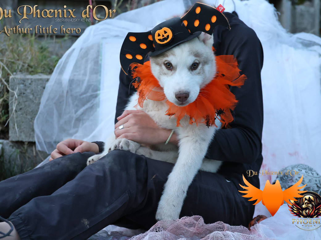 Photo 32 de Mâle 2 - Taïga x Ultra (Août 2025)