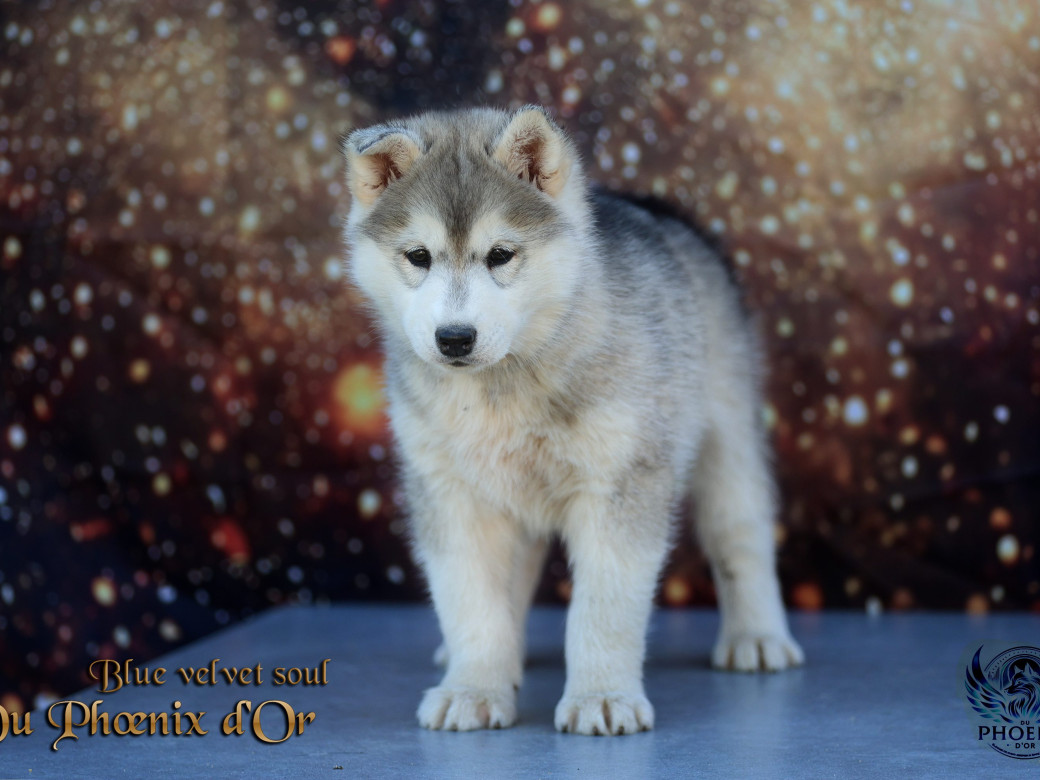 Photo 4 de Femelle 4 - Pandora x Moky (Janvier 2026)