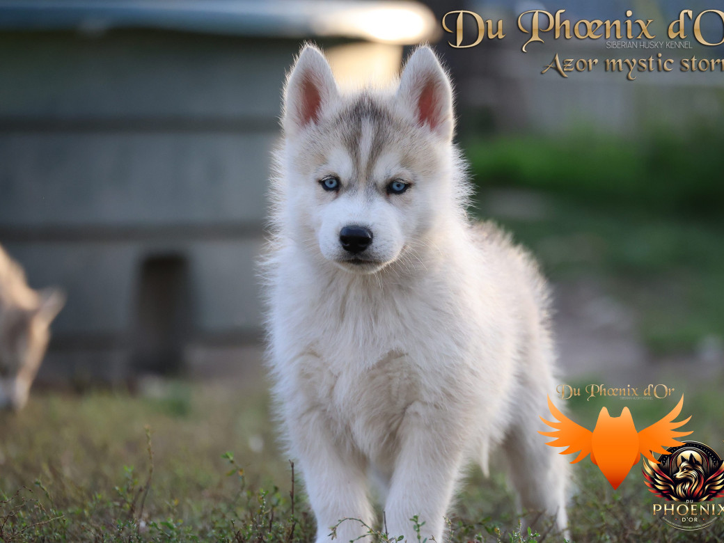 Photo 6 de Mâle 3 - Twilight x Yoshi (Août 2025)