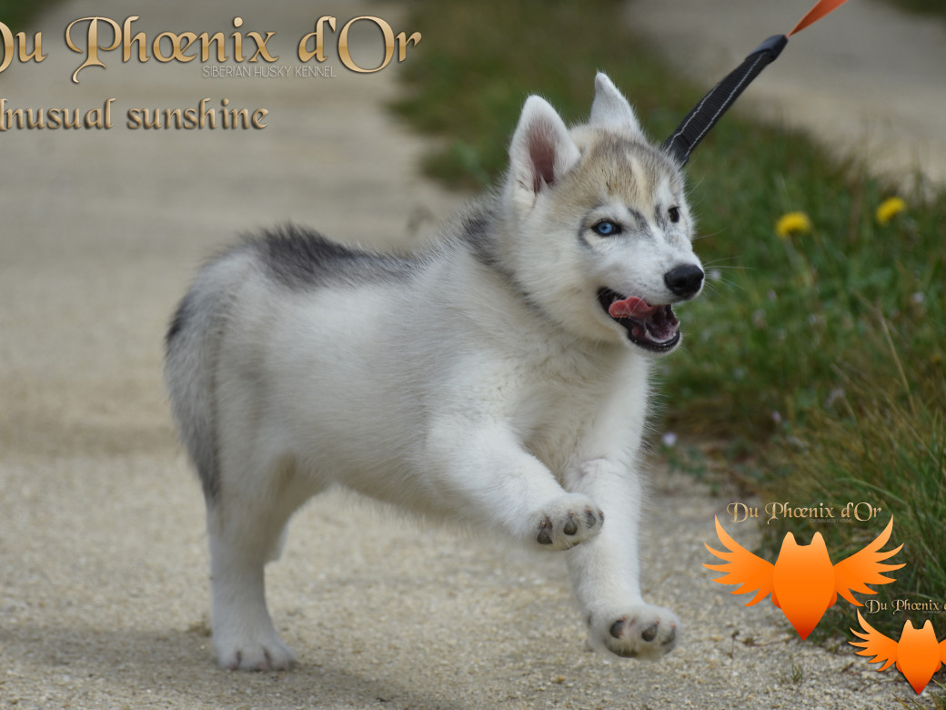 Picture of Unusual Sunshine du Phoenix d'or