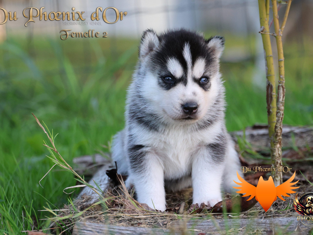 Photo 10 de Femelle 2 - Twilight x Yoshi (Août 2025)