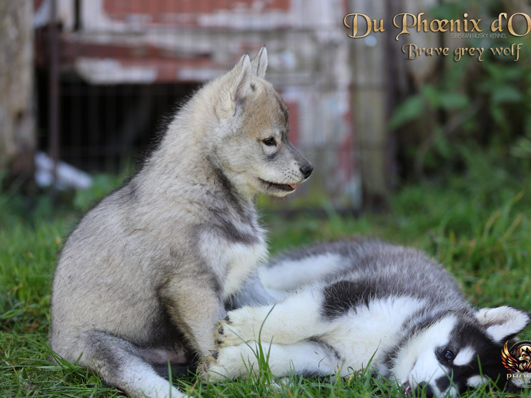 Photo 9 de Mâle 2 - Serena x Ragnar (Février 2026)