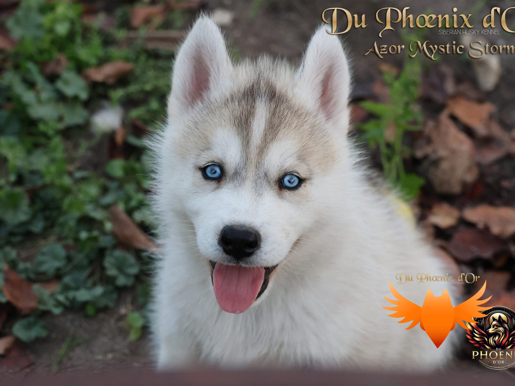 Photo 4 de Mâle 3 - Twilight x Yoshi (Août 2025)