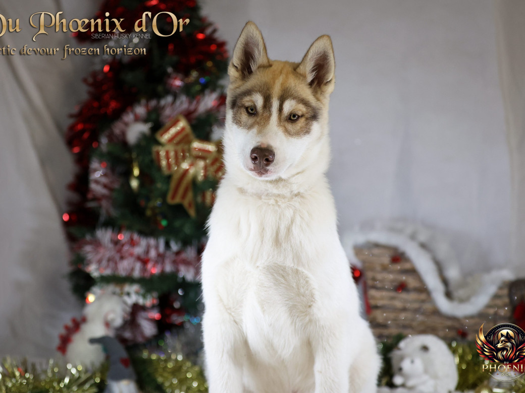 Photo 13 de Mâle 1 - Taïga x Ultra (Août 2025)