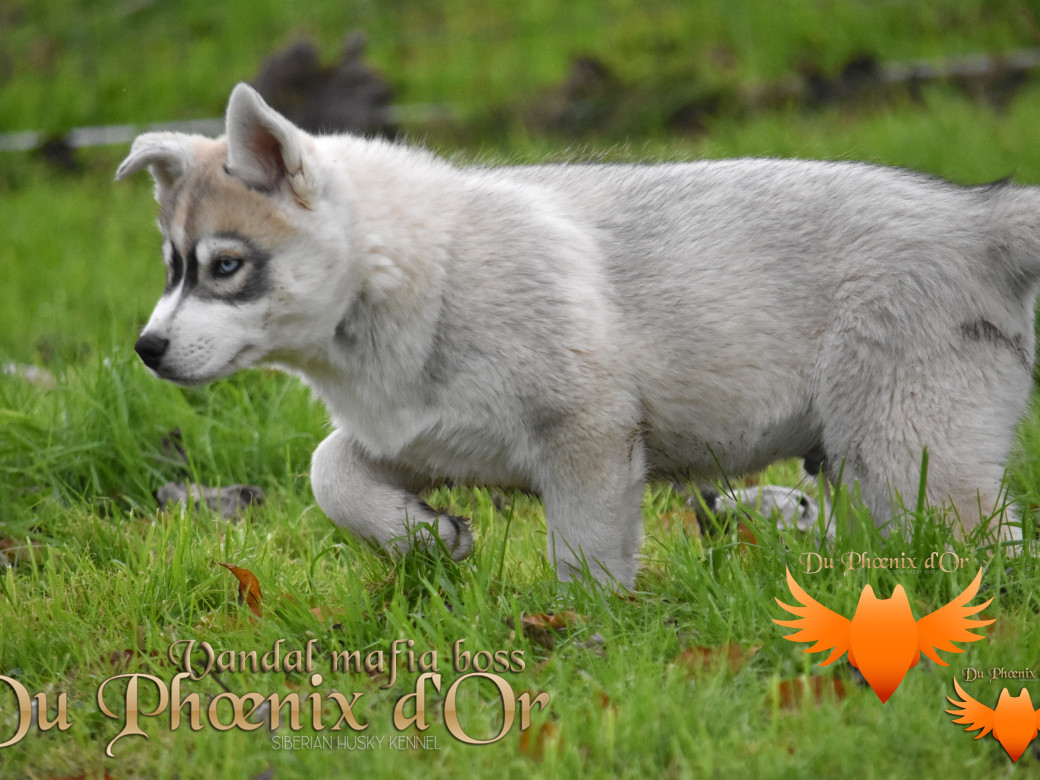Picture of Vandal mafia boss du Phoenix d'or - Priprou