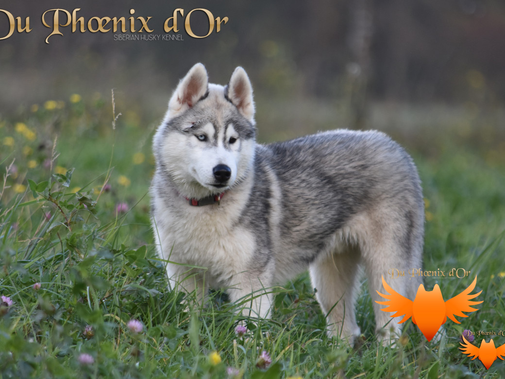 Picture of U never forget me du Phoenix d'or (Ustang)