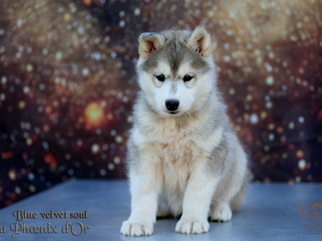 Photo 2 de Femelle 4 - Pandora x Moky (Janvier 2026)