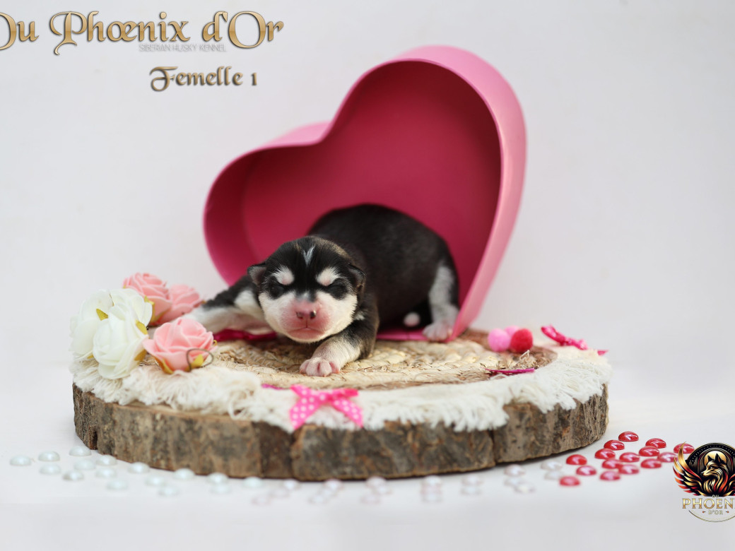 Picture of Femelle 1 - Shana x Unix (Mars 2026)