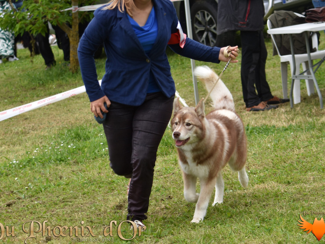 Photo 23 de Unix ultime touch the stars Du Phoenix D'Or