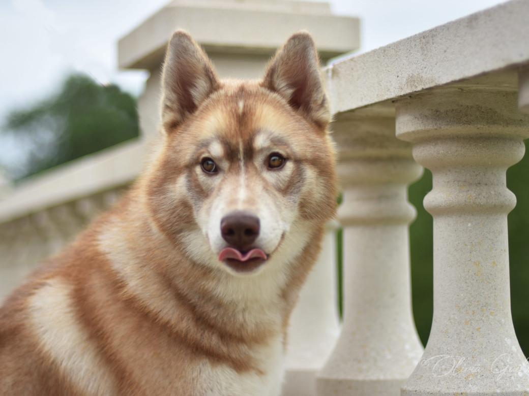 Photo 28 de Unix ultime touch the stars Du Phoenix D'Or