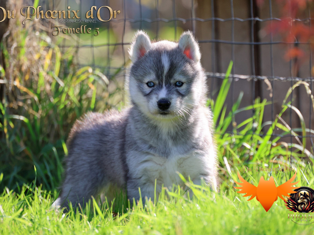 Photo 11 de Femelle 3 - Sweetie x Toruk (Septembre 2025)