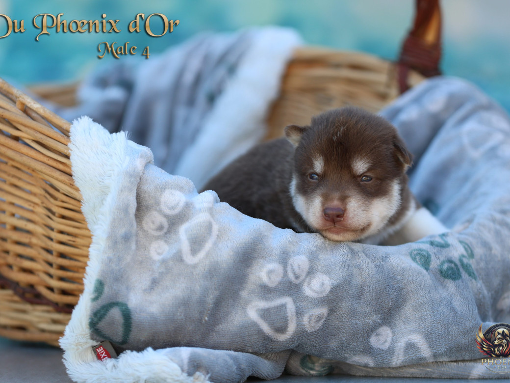 Photo 5 de Mâle 4 - Moon x Ultra (Mars 2026)