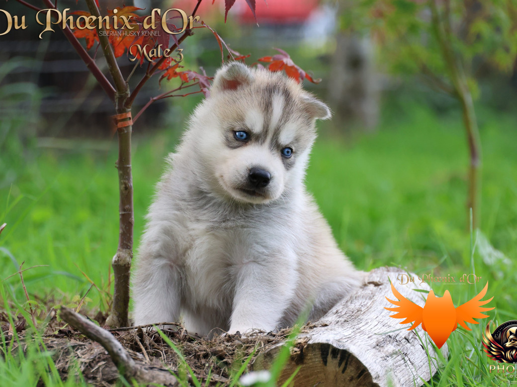 Photo 16 de Mâle 3 - Twilight x Yoshi (Août 2025)