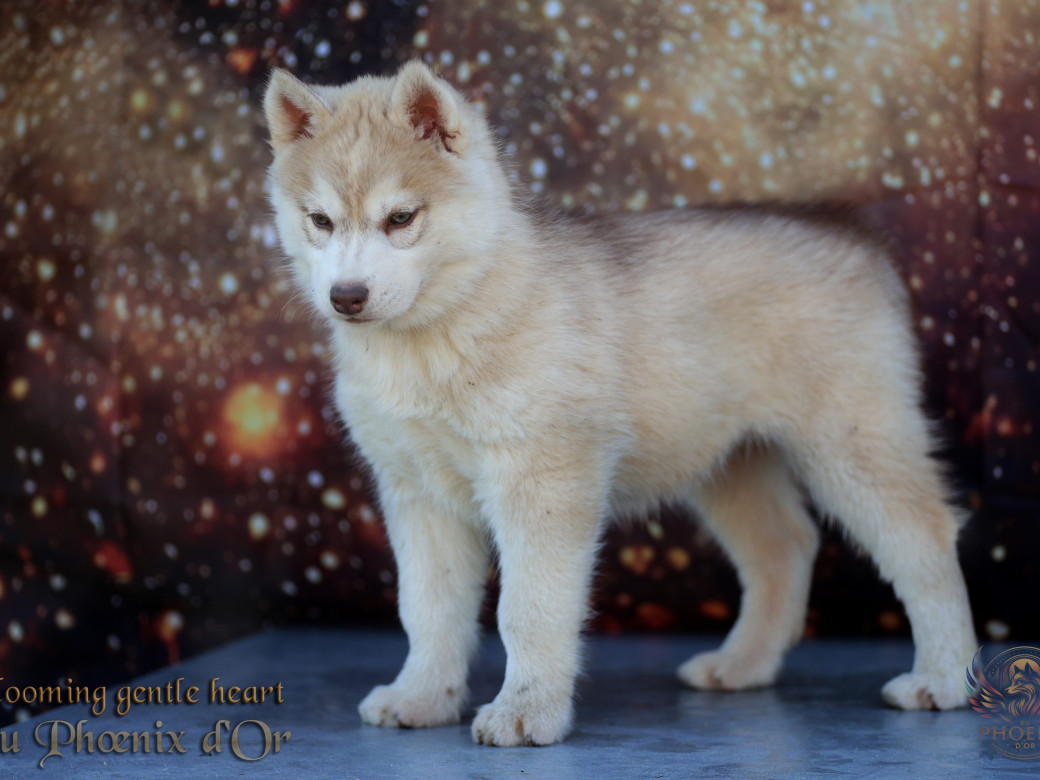 Photo 18 de Femelle 1 - Pandora x Moky (Janvier 2026)