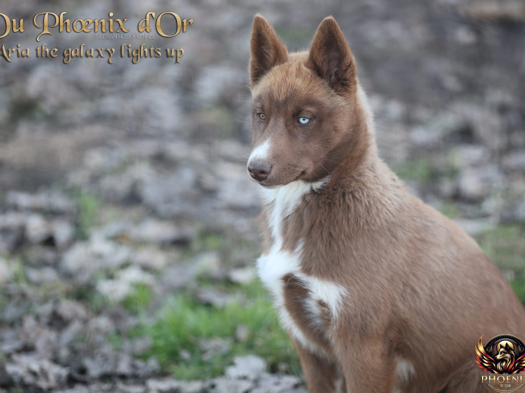 Photo 9 de Femelle 4 - Taïga x Ultra (Août 2025)