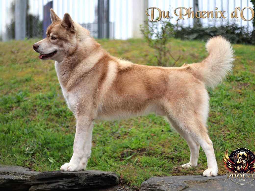 Photo 11 de Unix ultime touch the stars Du Phoenix D'Or