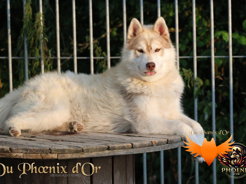 Photo 18 de Viking leader's pack - Portée Serena et Moky