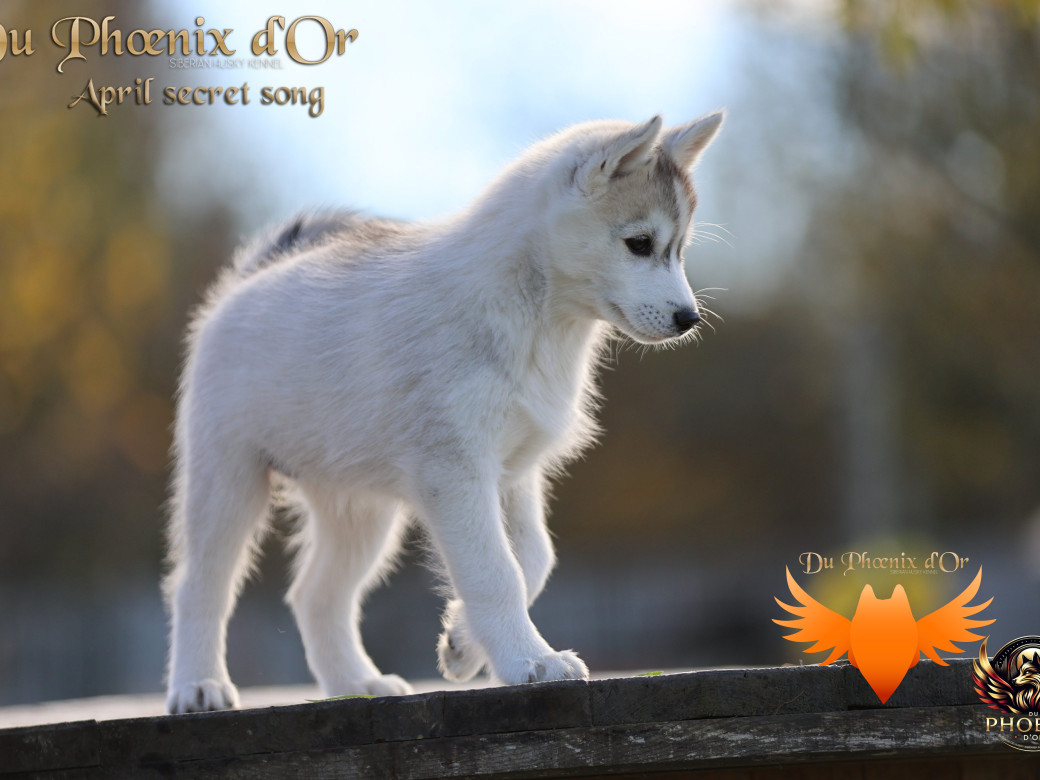 Photo 20 de Femelle 2 - Sweetie x Toruk (Septembre 2025)