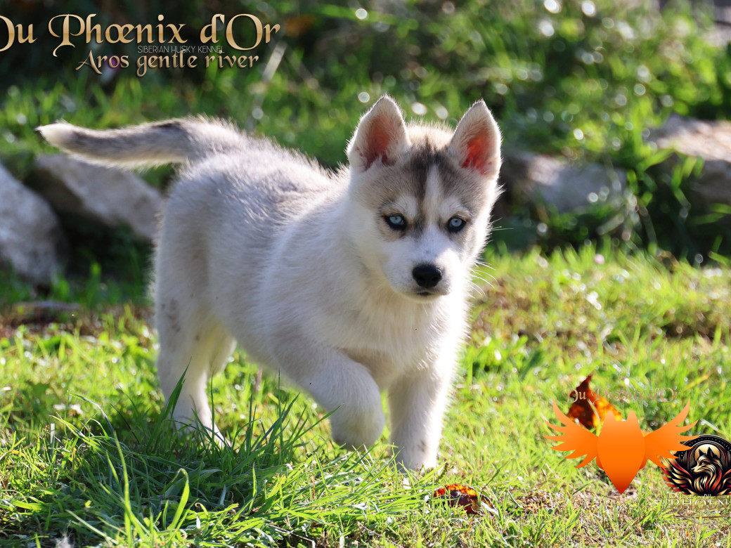 Photo 7 de Mâle 4 - Twilight x Yoshi (Août 2025)