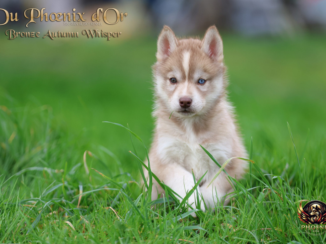 Photo 11 de Femelle 3 - Pandora x Moky (Janvier 2026)