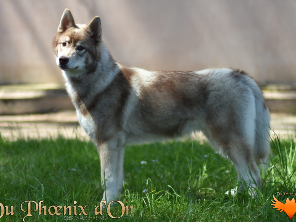 Photo 35 de Unix ultime touch the stars Du Phoenix D'Or