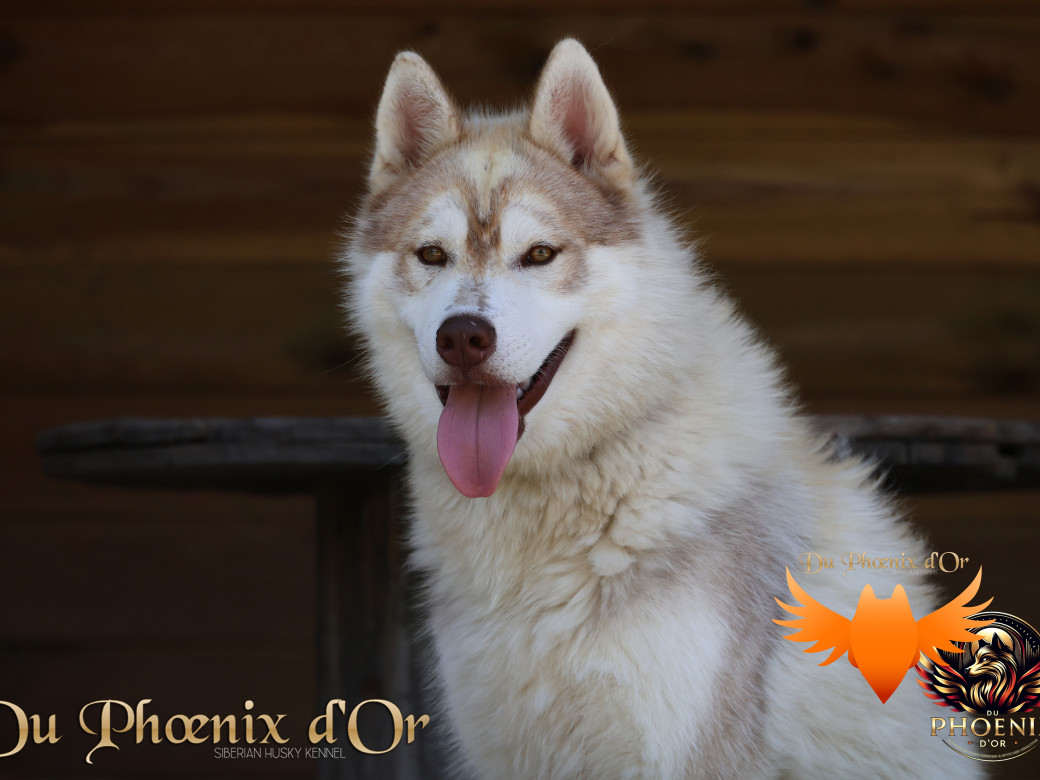 Photo 8 de Viking leader's pack - Portée Serena et Moky
