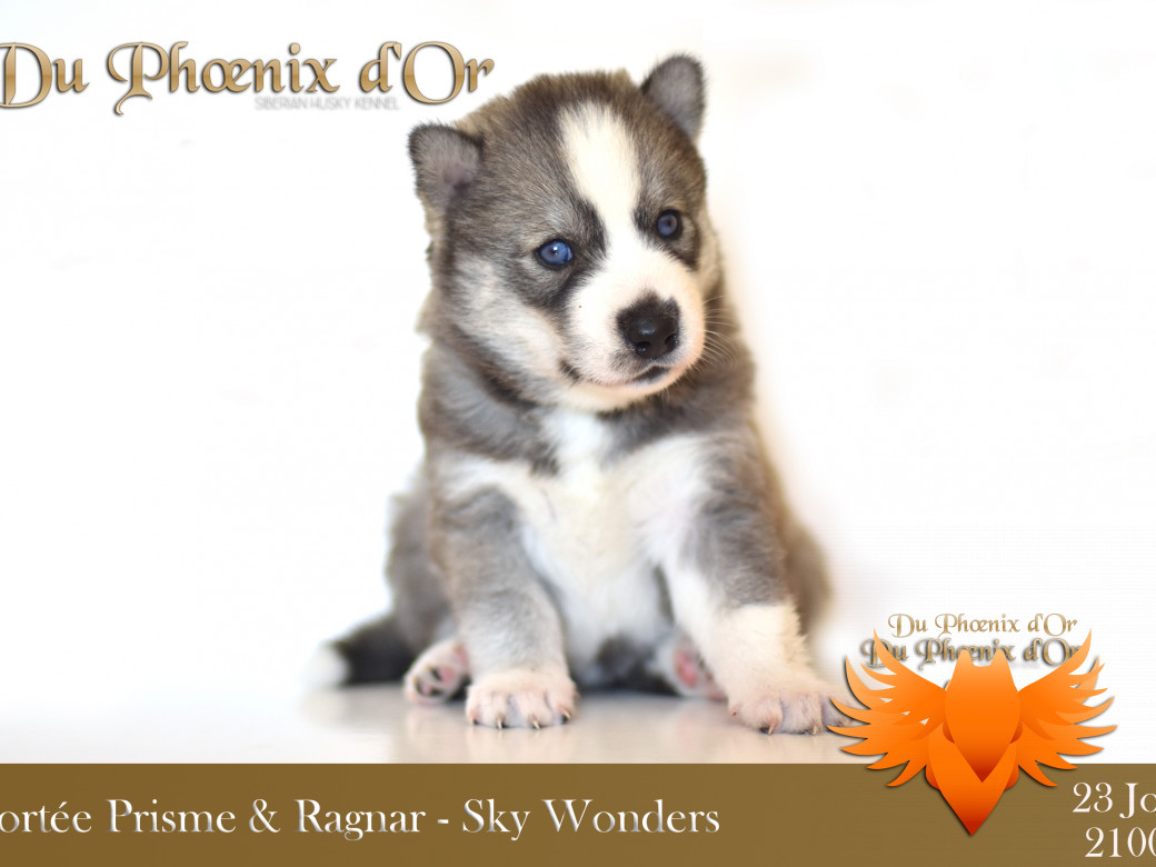 Picture of Sky Wonders du Phoenix d'or