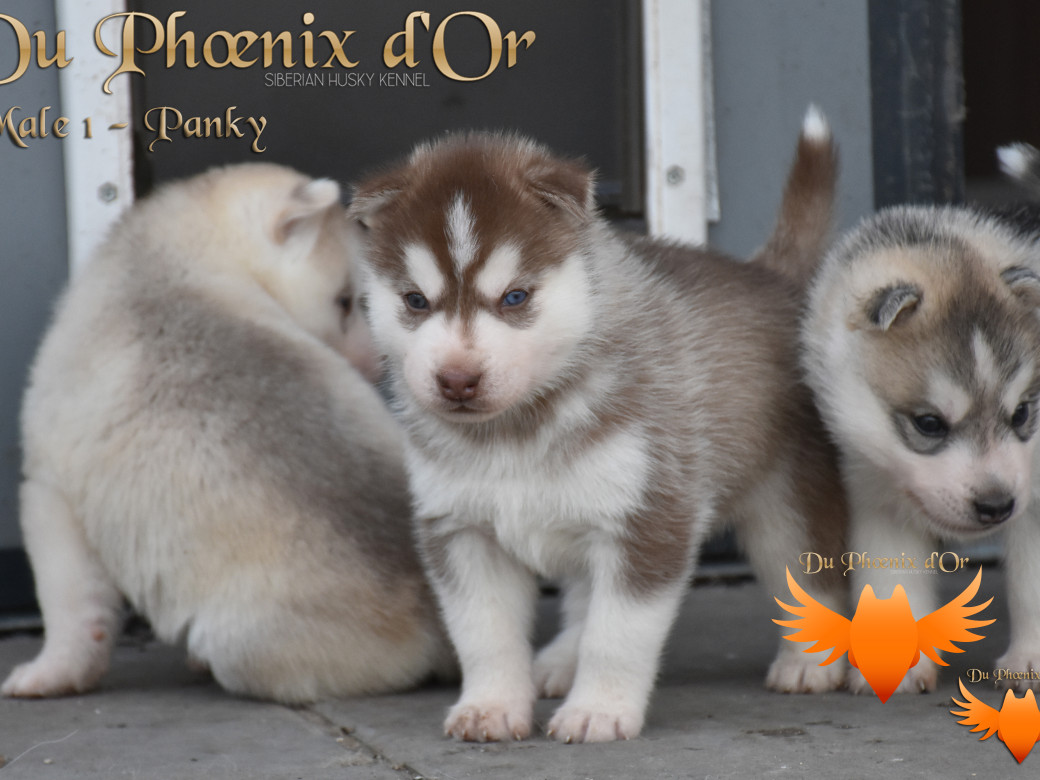 Picture of Unfinity milk chocolate du Phoenix d'or
